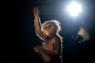 Muestran en Praga a 'Lucy' y 'Selam', dos famosos antecesores del género humano
