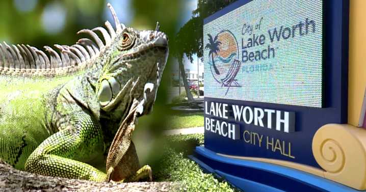 Lake Worth Beach residents are facing what they call an invasion of iguanas