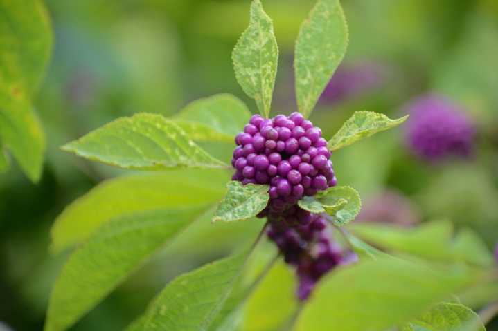Beautyberry: arbusto nativo que tiñe el paisaje de púrpura y aleja a los mosquitos