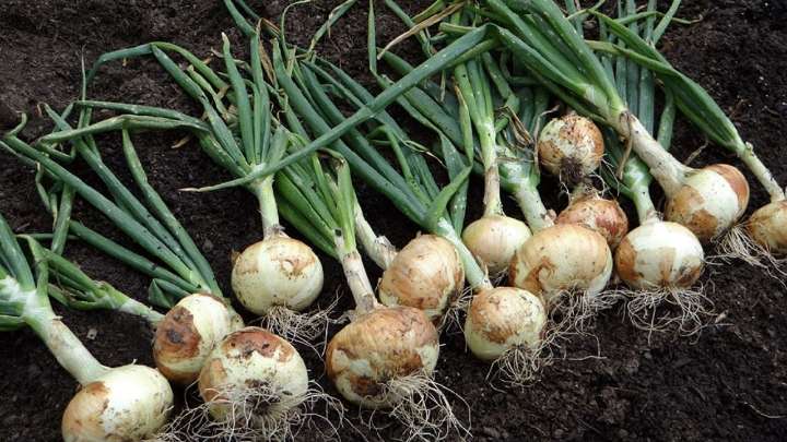 El secreto de los jardineros para que las cebollas nunca se acaben: mirá cómo cultivarlas fácil y natural