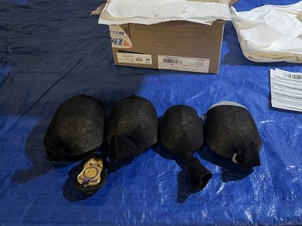 Brooklyn man tried smuggling $1.4M in turtles to Hong Kong