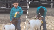 Boy’s joyful reaction to goat show win in Texas goes viral