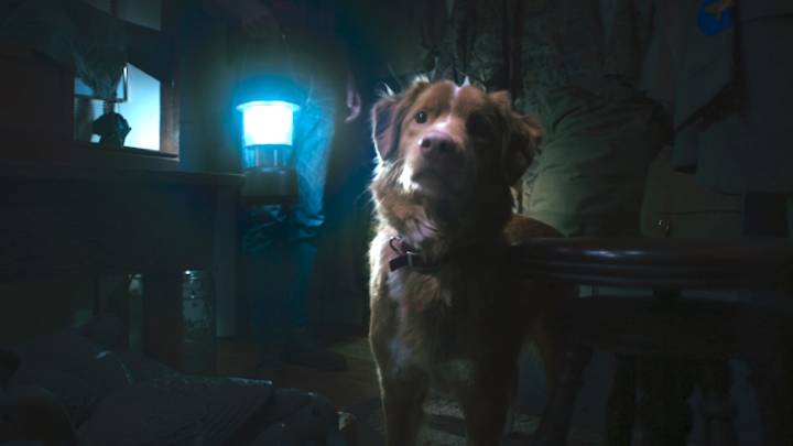I Just Learned There's A Horror Movie About A Dog Called Good Boy, And I'm Relieved After My Biggest Concern Was Already Addressed