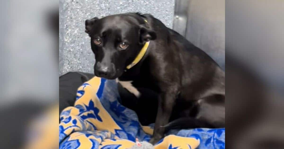 Dog Returned to Shelter After Just 3-Days Waits for a Second Chance at Love