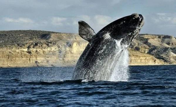 Península Valdés : récord histórico de ballenas con más de 2000 ejemplares