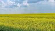 'Uncertainty is the only thing that is certain': Sask. farmers react to Chinese duty on canola