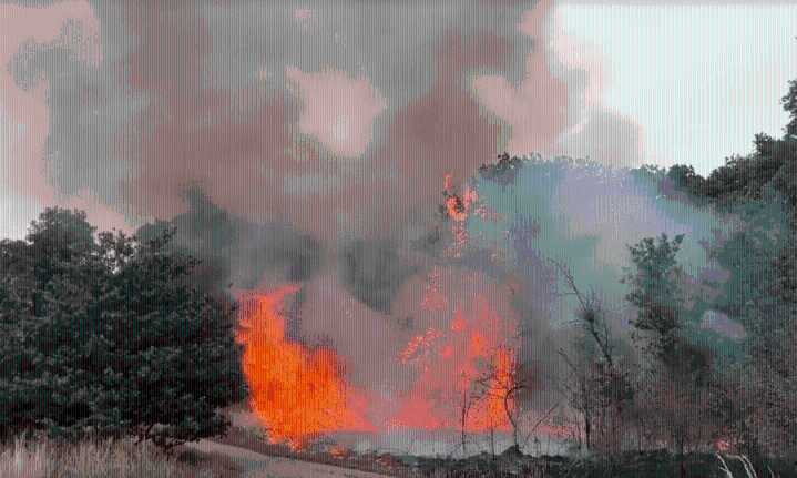 Five fires in three days at London park 'may have been started deliberately'