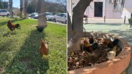 Torrevieja, tomada por gallinas: de 40 abandonadas en 2014 a 700 hoy