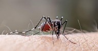 Ausentes los casos de zika y chikungunya en la Isla