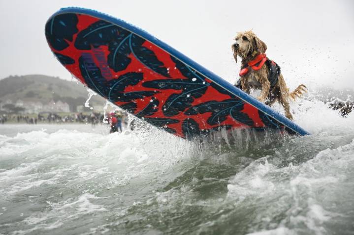 ¿Quién es el mejor? Perros surfistas compiten en el Campeonato Mundial de Surf Canino en California