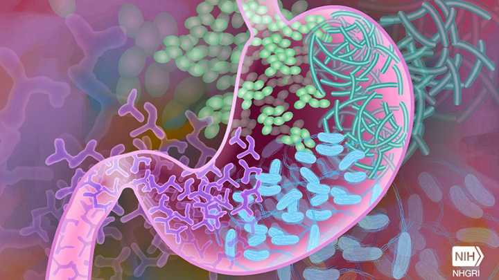 Specific Gut Bacteria Linked to Insomnia