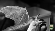 Mammoth Cave National Park celebrates ‘Bat Day’ this weekend