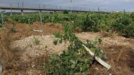 Retrasos e incertidumbre entre los agricultores por el cobro de ayudas de la DANA