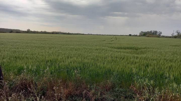 La zona núcleo recibió lluvias muy superiores a la media y se esperan 20 millones de toneladas de trigo