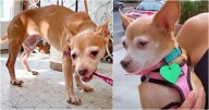 Labeled As A Bite Risk, Dog Meets Woman Willing To Take On Challenge