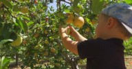 Apple Hill season kicks off, bringing fall fun to the El Dorado County foothills
