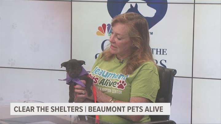 Beaumont Pets Alive continues mission to keep Beaumont a no