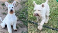 Una familia ofrece recompensa por la aparición de su perro Joe