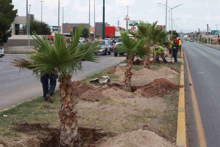 Reforestan con palmas Washingtonia camellón del bulevar Eulalio Gutiérrez, en Saltillo