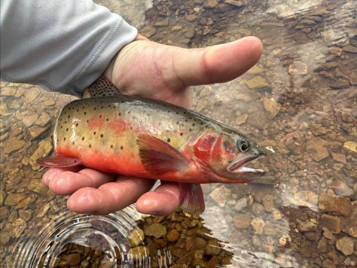 Why fish need to be rescued during wildfires