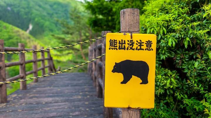 Hallaron muerto a un hombre en Japón: pensaron que lo mató un oso, pero la investigación giró inesperadamente