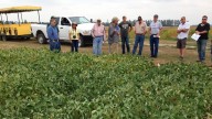 NDSU Carrington Research Extension Center to host row crop tour Aug. 21