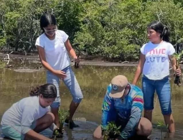 Plantan mil manglares en La Restinga