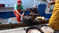 Las ventas de pulpo gallego en las lonjas se duplican tras concederle más tiempo que nunca para procrear