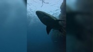 Nuevo avistamiento de un tiburón en Canarias: una especie única que no se veía desde 2019