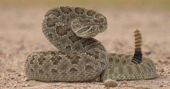 Kansas town warns residents after rattlesnake kills dog
