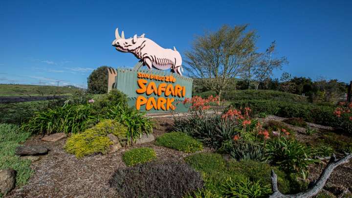 Sometimes, the most dangerous animals at the Safari Park aren’t from there