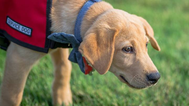 Guide Dogs of America to host community open house with service dog demos and family fun