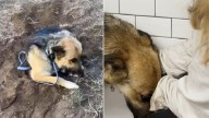 Abandoned Mama Dog And Her Puppies Finally Find Love Thanks To California Rescuer