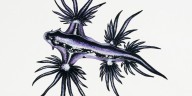 Spanish beaches close after sightings of stinging blue dragon sea slugs