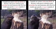 VIDEO: Castor corta un tronco y se detiene a escuchar antes de que caiga para no ser aplastado