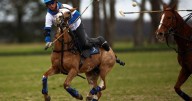 World's first gene-edited horses are shaking up the genteel sport of polo