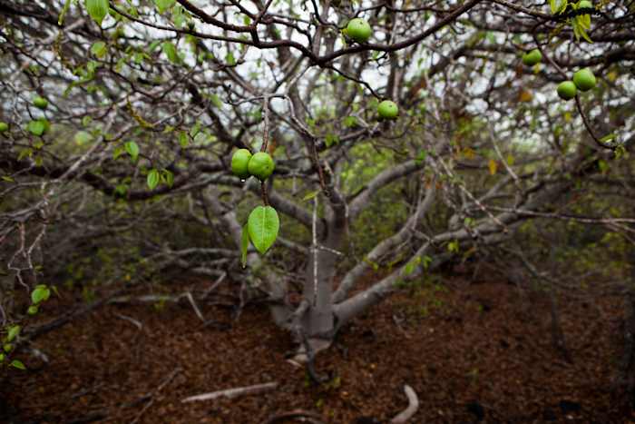 The world’s most dangerous tree is in Florida. Here’s how it could kill you