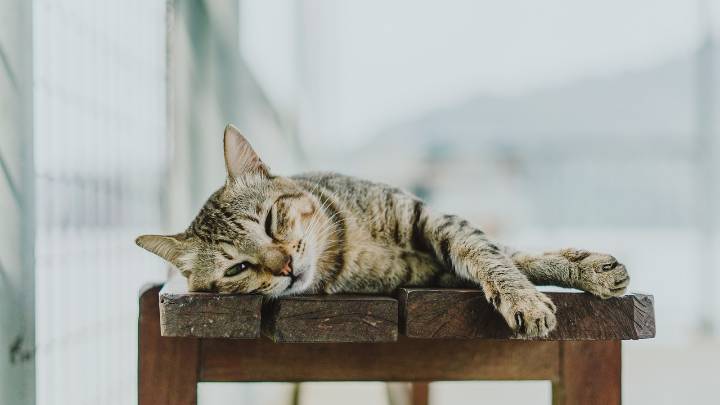 ¿Por qué tu gato trae animales muertos a casa? Poca gente lo sabe, pero es una conducta muy común