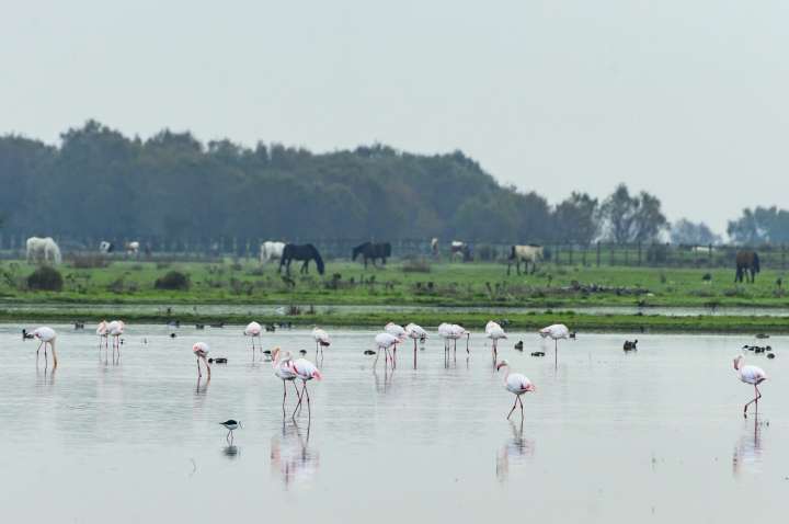 El Gobierno destina 28,5 millones para renaturalización y restauración ecológica de Doñana