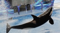 Was SeaWorld trainer Jessica Radcliffe killed by savage orca Keiko? The truth about bloody viral video