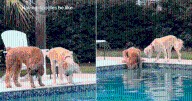 Goldendoodles Hilariously Struggle To Retrieve Ball From Swimming Pool