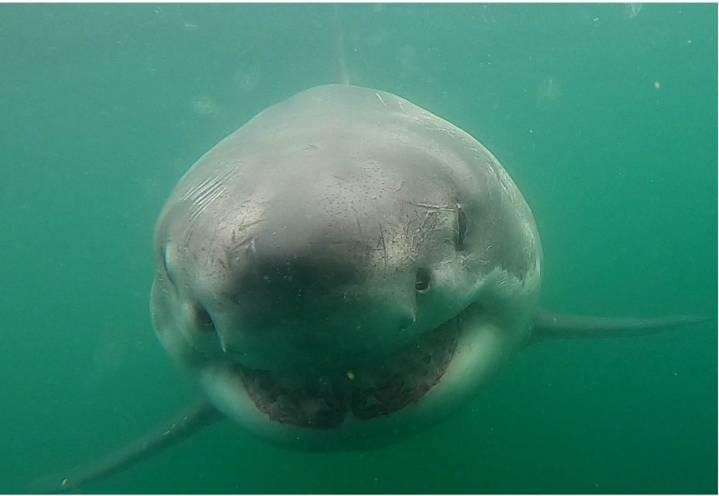White shark tagged in Cape Cod Bay for 1st time in research history