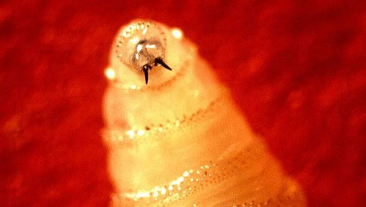 New World Screwworm: What Is It, And Why Is It Hitting The Headlines?