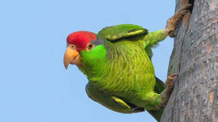 Tamaulipas, cuarto lugar nacional en avistamiento de aves y busca liderar