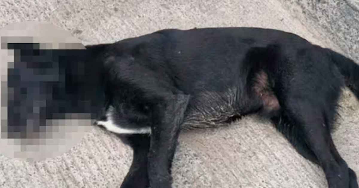 Denuncian envenenamiento masivo de mascotas en Tijuana