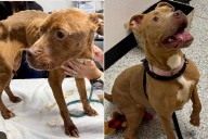 Emaciated Dog Found Abandoned in Empty Sweltering House Gets Adopted (Exclusive)