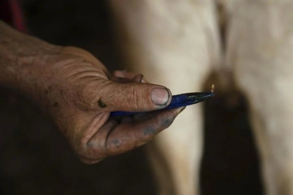 Autoriza EU fármacos de emergencia contra gusano barrenador