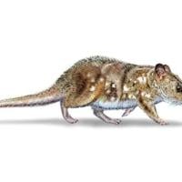 Scientists find 74-million-year-old mammal fossil in Chile