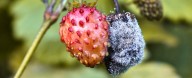 Scientists Discover Fungi That Break The 'One Nucleus, One Genome' Rule