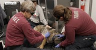 Texas A&M Veterinary Emergency Team reflects on 23-day deployment in Hill Country for flood recovery efforts